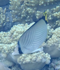 Chaetodon vagabundus