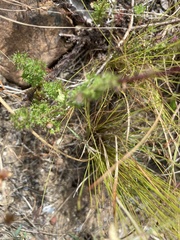 Ursinia dentata
