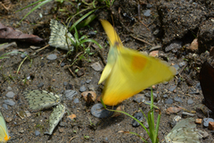 Phoebis philea philea