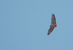 Buteo augur