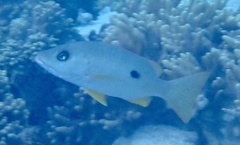 Lutjanus monostigma