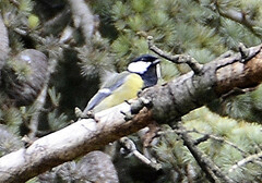 Parus major