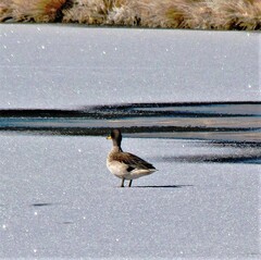Anas flavirostris oxyptera