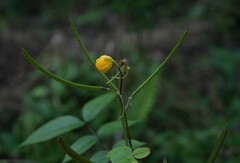 Senna sophera