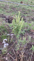 Ambrosia psilostachya