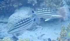 Lutjanus decussatus