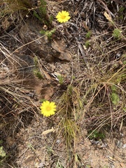Ursinia dentata