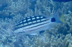 Lutjanus decussatus