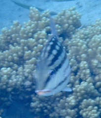 Lutjanus decussatus