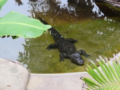 Alligator sinensis