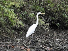 Ardea alba
