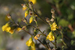 Hermannia althaeoides