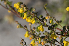 Hermannia althaeoides