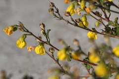 Hermannia althaeoides