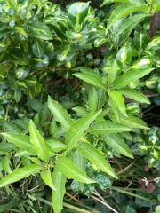 Cestrum laevigatum
