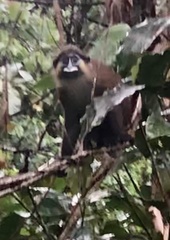 Cercopithecus cephus