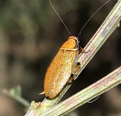 Ellipsidion