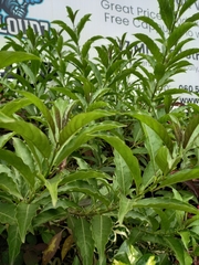 Cestrum laevigatum