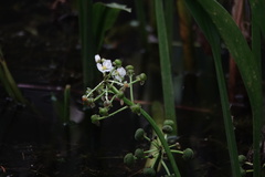 Sagittaria