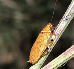 Ellipsidion
