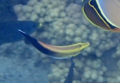 Labroides pectoralis