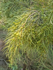 Euclea linearis