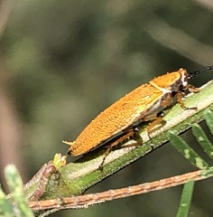 Ellipsidion