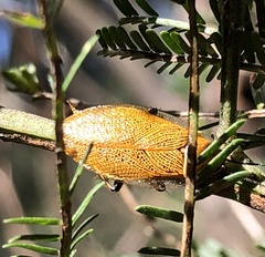 Ellipsidion