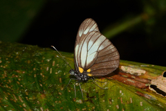 Dismorphia niepelti