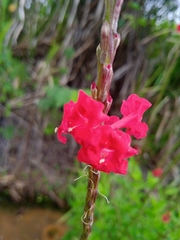 Stachytarpheta mutabilis