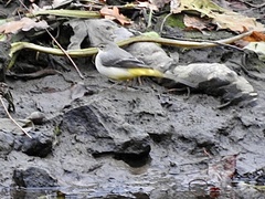 Motacilla cinerea
