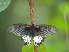 Papilio memnon heronus