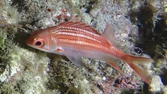 Neoniphon vexillarium