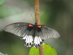 Papilio memnon heronus