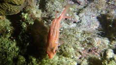 Neoniphon vexillarium