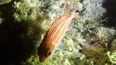 Neoniphon vexillarium