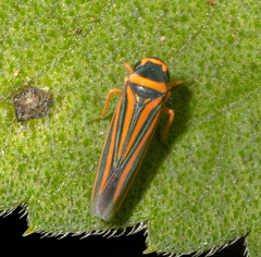 Ramosulus corrugipennis