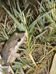 Leptodactylus latinasus