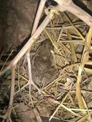 Leptodactylus latinasus