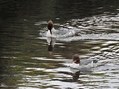 Mergus merganser