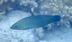 Halichoeres richmondi