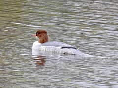 Mergus merganser