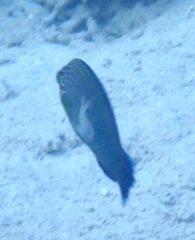 Halichoeres richmondi