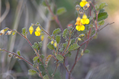 Hermannia althaeoides