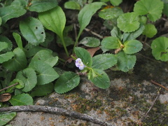 Bonnaya ruelloides