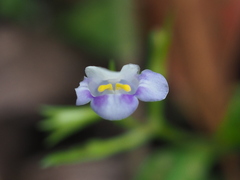 Bonnaya ruelloides