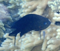 Acanthochromis polyacanthus