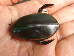 Megadytes