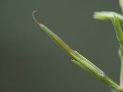 Bonnaya ruelloides