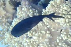 Acanthochromis polyacanthus